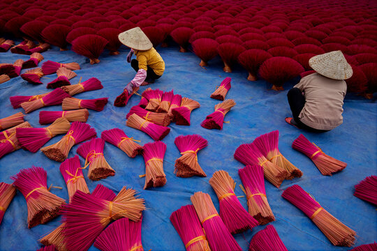 View of Vietnamese workers picking incense sticks from an incense field in Huyện Ứng H&ograve;a, Hanoi, Vietnam.