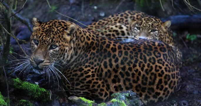 Portrait of an angry leopard in the forest in slow motion
