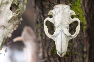 Old abandoned haunted magic totem on the lake in the middle of the forest