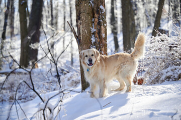 SEWICKLEY, PA, USA - FEBRUARY 6TH 2022: A 5-year old male Golden Retriever dog is hiking up the hills of Western Pennsylvania. The winter forest is covered in snow and the icicles shine in the sun.
