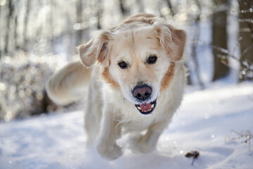SEWICKLEY, PA, USA - FEBRUARY 6TH 2022: A 5-year old male Golden Retriever dog is hiking up the hills of Western Pennsylvania. The winter forest is covered in snow and the icicles shine in the sun.