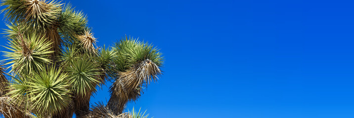 Close up view of a Joshua Tree with blue sky