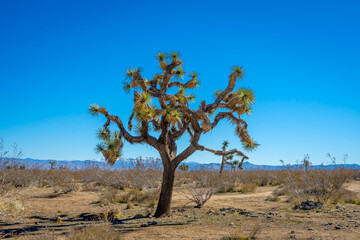 An old large Joshua Tree on the open desert landscape