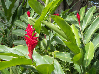 Big flowers of Alpinia purpurata on long brightly colored red bracts, also called red ginger or pink cone ginger. Native Malaysian plants. Selective focus.