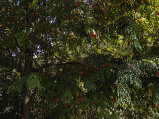 Beautiful bunches of scarlet red flowers against the background of the green leaves of the tree. Bottom-up view. Brownea has inflorescences called mountain rose, scarlet flame bean or Venezuela rose