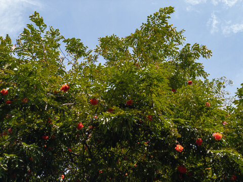 Beautiful bunches of scarlet red flowers against the background of the green leaves of the tree. Bottom-up view. Brownea has inflorescences called mountain rose, scarlet flame bean or Venezuela rose
