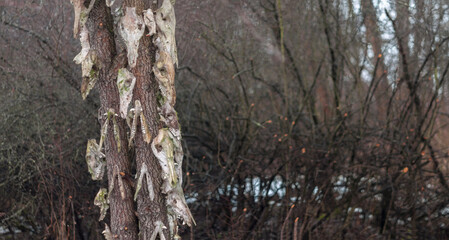 Old abandoned haunted magic totem on the lake in the middle of the forest
