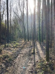 Fototapeta premium path in the woods