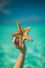 Fototapeta na wymiar Tropical waters and star fish