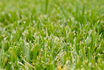 green grass background