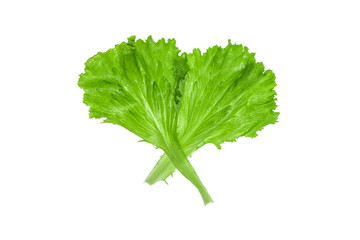 Fresh lettuce leaf isolated on white background