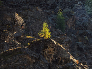 Lonely fir tree grows on stones against background of mountains at sunset. Fir grows on the rocks in the wonderful evening light.