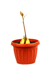 A young green avocado sprout (avocado tree) has just been planted in a flower pot with soil as a home plant isolated on a white background.