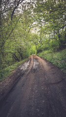 Forest trail scene. Woodland path