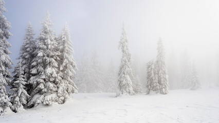 Sapin enneigé dans la brume 