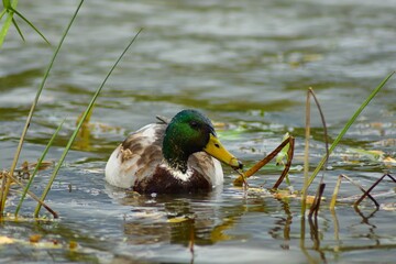 A cute duck in a cold grassy lake