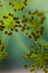 Fototapeta na wymiar delicate art close-up of yellow dill flowers on a light green background soft focus. Macro. Copy space.