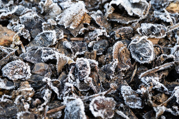 texture of leaves frozen by the night frost during a winter morning in Italy