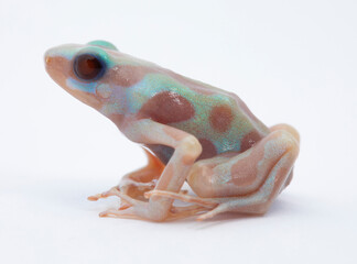 dendrobates auratus karibik albina