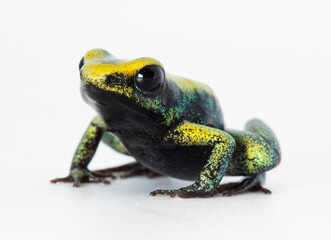 Fototapeta premium Terribilis dendrobates frog