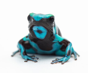 black and turquoise Dendrobates Auratus