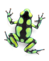 Dendrobates aurtaus cara cara