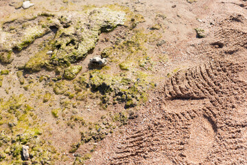 Dead coral on the beach or seashore in grey and brown color. Texture and pattern tropical beach background