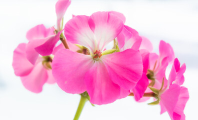 Fototapeta na wymiar Pink geranium flower on white background.