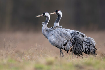 Fototapeta premium common crane bird ( Grus grus )