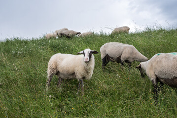 Schafe auf dem Deich