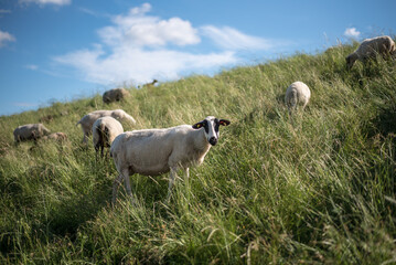 Schafe auf dem Deich
