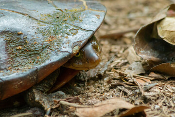 Maximilian´s snake-necked turtle