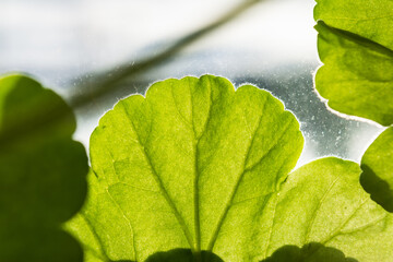 close up of green leaf