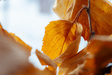 autumn yellow leaves on the tree