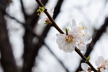 Cherries flowers blooming in spring