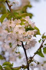 Cherries branch with flowers and leaf
