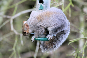 squirrel on a tree