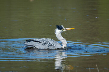 Heron having a bad hair day