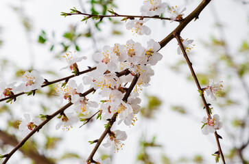 White cherries tree flowers in spring