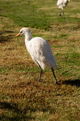 natural background white egyptian heron close-up