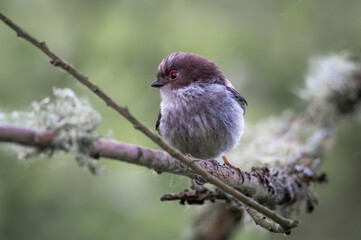 Long-tailed Tit on a mossy branch