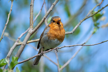 Robin in a tree singing