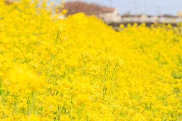 新春、菜の花の絨毯