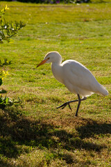 Fototapeta premium natural background white egyptian heron close-up