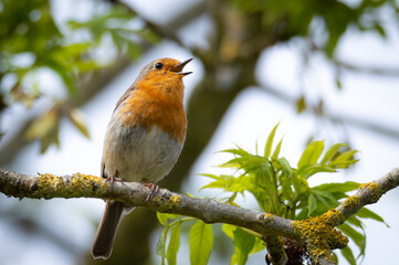 Robin on a branch singing