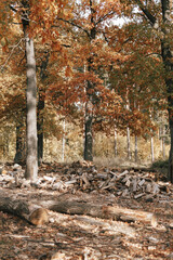 autumn in the forest