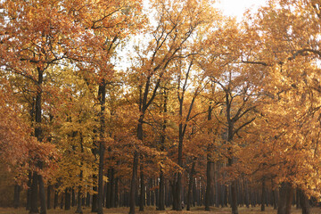 Fototapeta premium autumn in the park