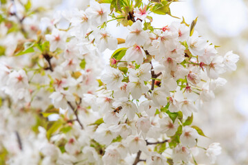 新春の桜
