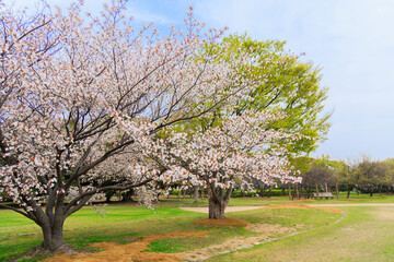Fototapeta premium 新春、桜が咲く公園