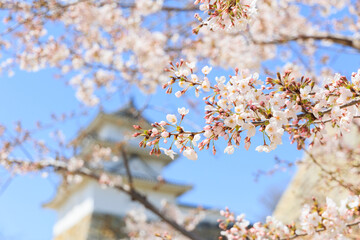 新春の桜と明石城